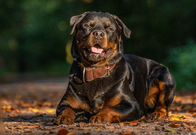 Photo One Million Dogs