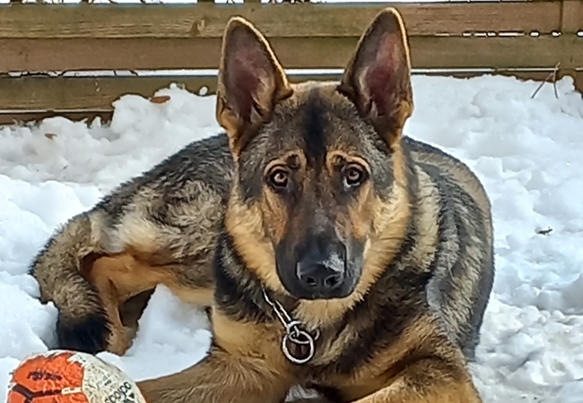 Photo One Million Dogs