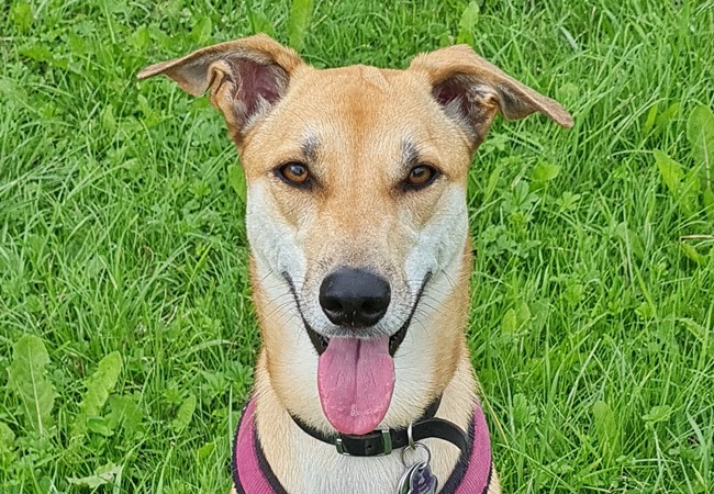 Photo One Million Dogs