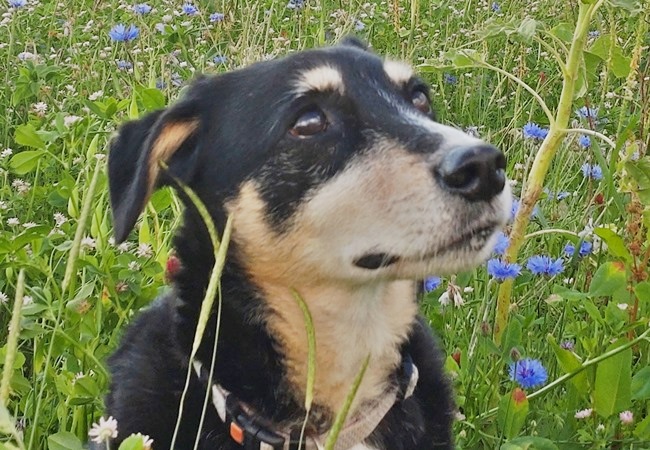 Photo One Million Dogs