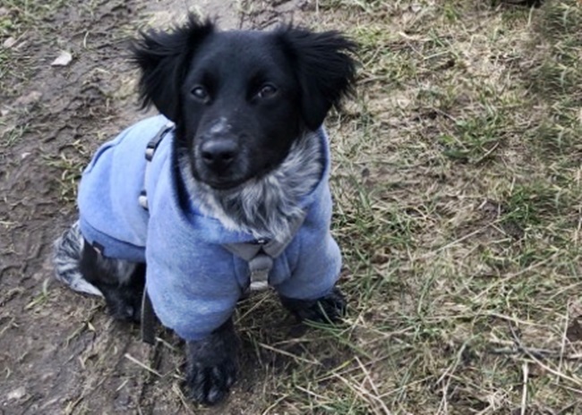 Photo One Million Dogs