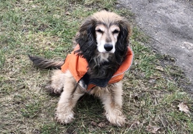 Photo One Million Dogs