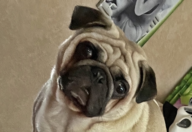 Photo One Million Dogs