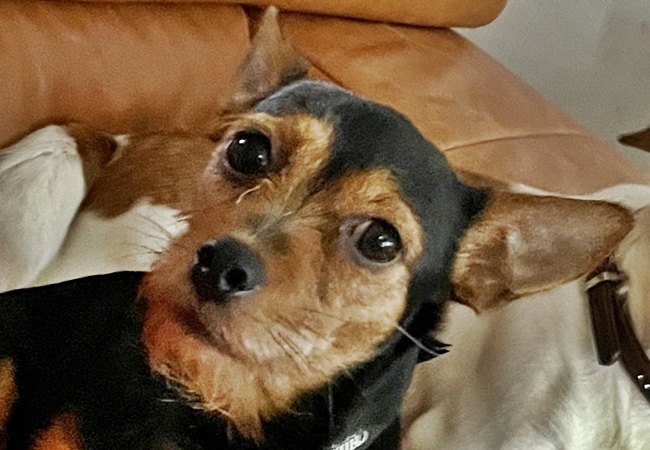 Photo One Million Dogs