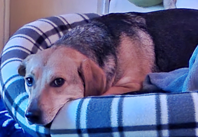 Photo One Million Dogs