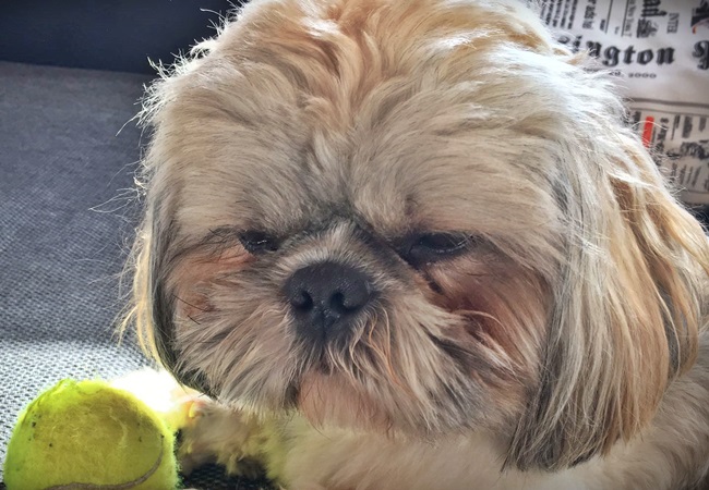 Photo One Million Dogs