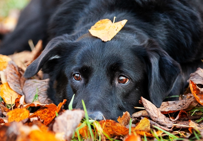 Photo One Million Dogs