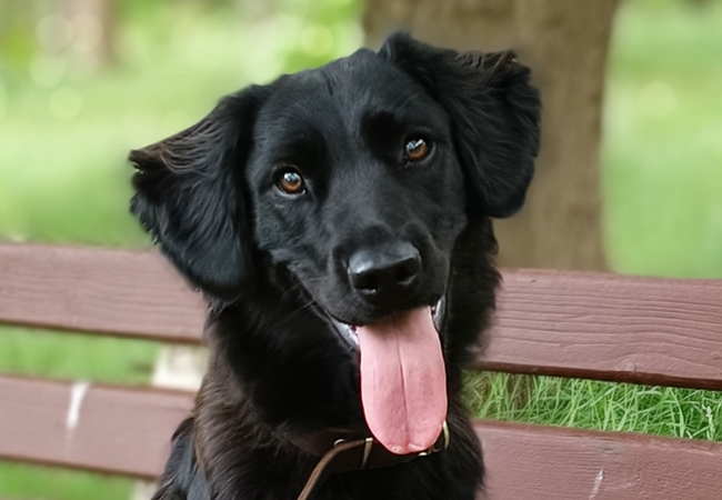 Photo One Million Dogs