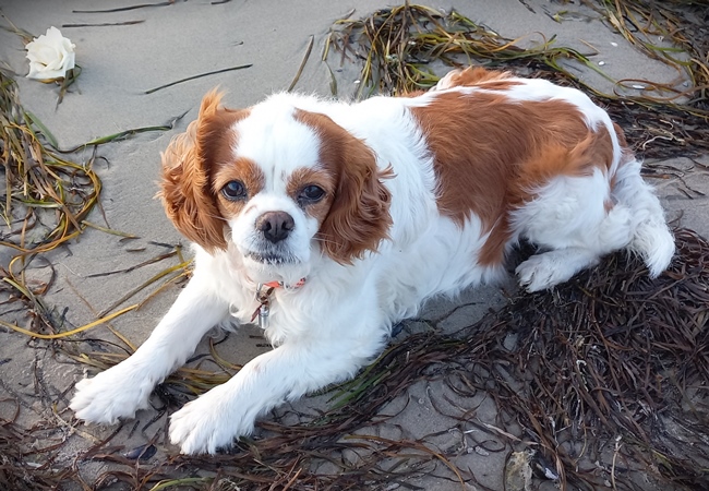 Photo One Million Dogs