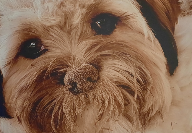 Photo One Million Dogs