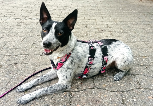 Photo One Million Dogs