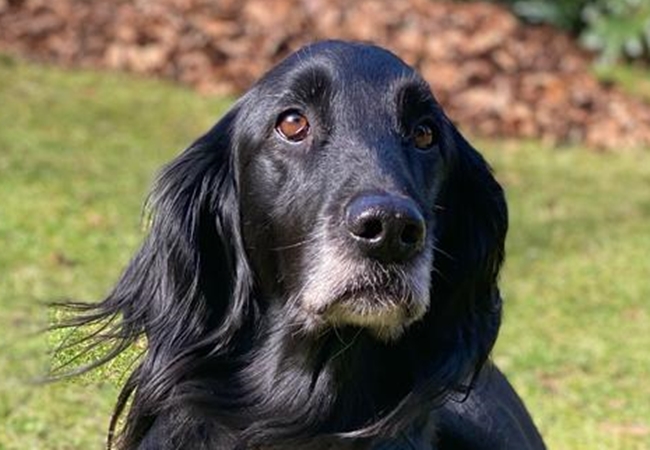 Photo One Million Dogs