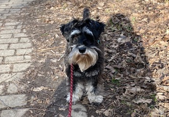 Photo One Million Dogs