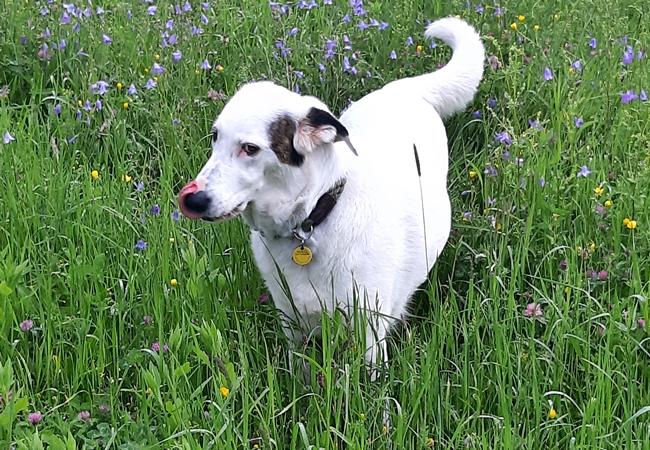 Photo One Million Dogs